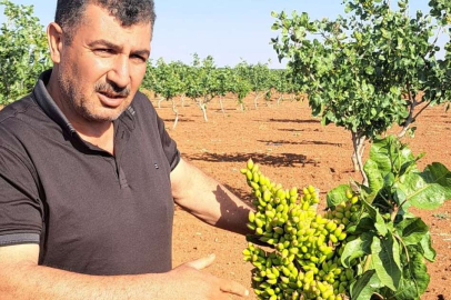 Gaziantep’te fıstık üreticileri gözlerine inanamadı