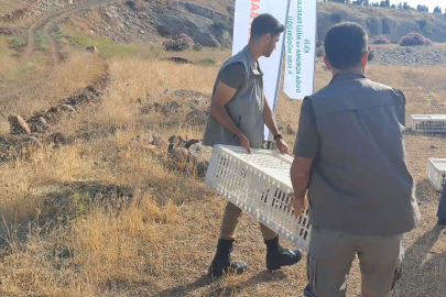 Kilis’te yüzlerce keklik doğaya bırakıldı