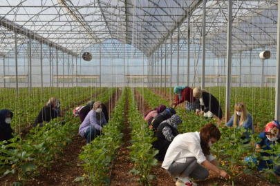 Gaziantep'te kadın çiftçilere tarım eğitimi