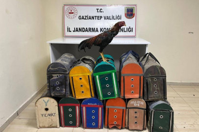 Gaziantep'te horoz dövüştüren 26 şahıs suçüstü yakalandı