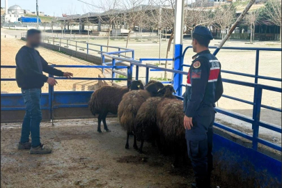 Çaldığı küçükbaş hayvanları satan şüpheli tutuklandı