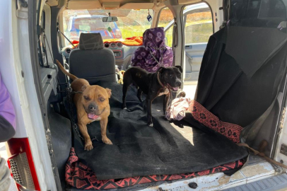 Gaziantep'te jandarma ekipleri yasak ırk 3 köpeğe el koydu