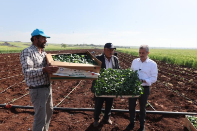 Tahmazoğlu çiftçilerle birlikte fide dikti