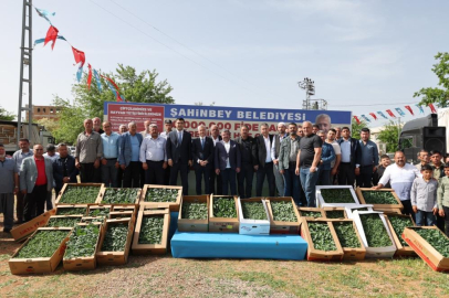 Şahinbey'de fide dağıtımı devam ediyor