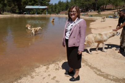 Türkiye'de gündem olan köpek sorununa Gaziantep'te örnek çözüm