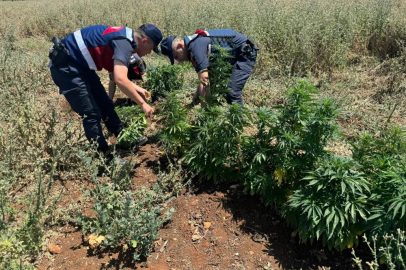 Gaziantep'te 214 kök kenevir bitkisi ele geçirildi