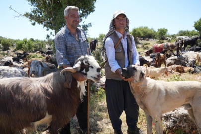 Şahinbey Belediyesi köpeklere sahip çıkıyor