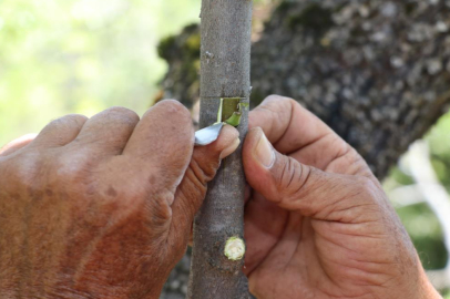 Amasya'da menengiç ormanı aşılamayla 'fıstık' gibi oldu