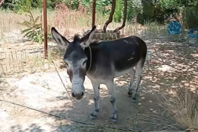 Vatandaşlardan şiddet gören ‘Kadife' yeni yuvasında yaşayacak