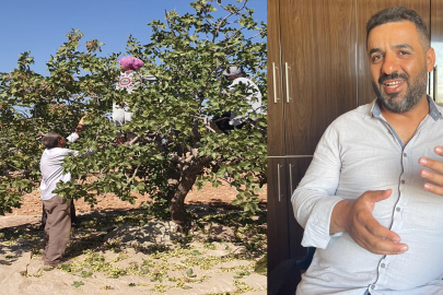 Antep Fıstığı üreticilerinin hasılat ve fiyat şaşkınlığı