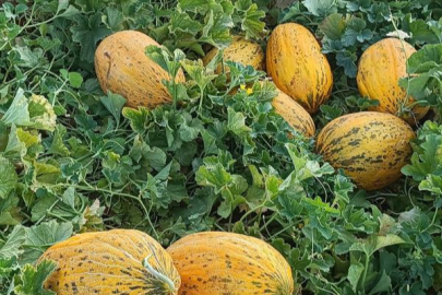 Araban'da kavun hasadı başladı