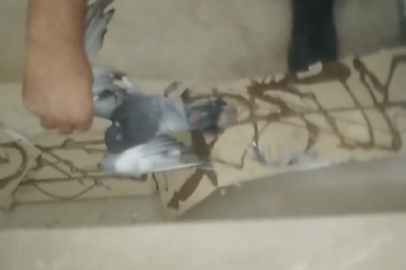 Fare kapanına kapılan güvercin özgürlüğüne kavuştu