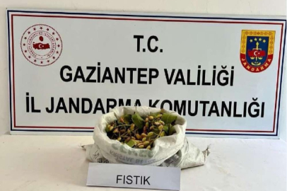 Fıstık hırsızlığına jandarmadan suçüstü: 3 tutuklama
