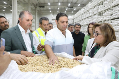 Gaziantep Büyükşehir boz kavlak fıstığın alımına başladı