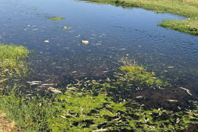 Balık ölümlerine neden olan fıstık ve zeytin yağı tesisine ceza