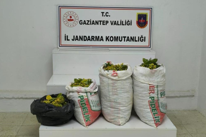 Fıstık hırsızlığı şüphelisi 2 şahıs tutuklandı