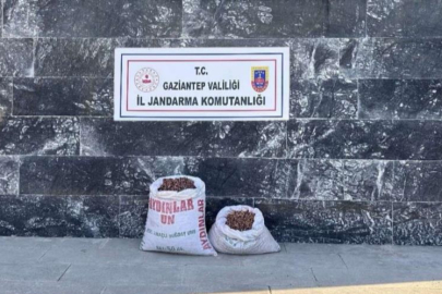 Fıstıkları topladılar, jandarmadan kaçamadılar