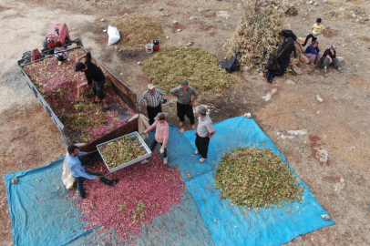 Gazianteplilerin “Yeşil altını” güneşte kurutuluyor
