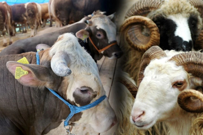 Kurbanlık Fiyatlarında Bu Yıl Belirsizlik Hakim