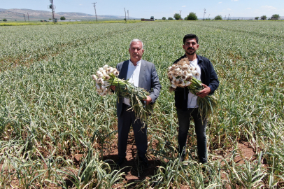 AB Tescilli Araban Sarımsağının Hasadı Başladı