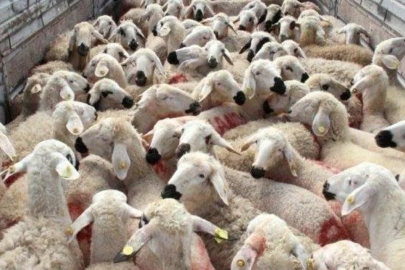 Gaziantep'te Vatandaştan Yetkililere Çağrı