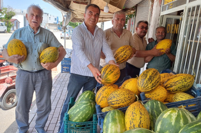 Araban Ovası'nda Kavun Tarlaları Şenlendi