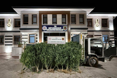 Gaziantep'te 825 kök kenevir ele geçirildi: 2 şahıs tutuklandı