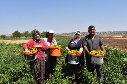 Gaziantep'te domates, patlıcan ve biber hasadı başladı