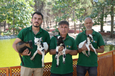 Cüce keçiler Gaziantep Doğal Yaşam Parkı'nda dördüz doğuruyor