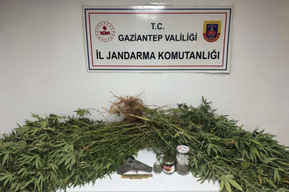 Gaziantep'te 5 kilo esrar ile 178 kök kenevir ele geçirildi: 4 gözaltı