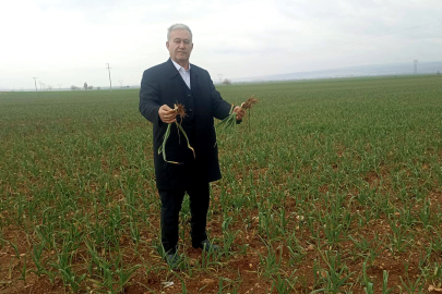 AB Tescilli Araban Sarımsağı İçin Yağışlar Umut Oldu
