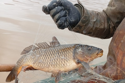 SAZANGİLLER AV YASAĞI BAŞLADI