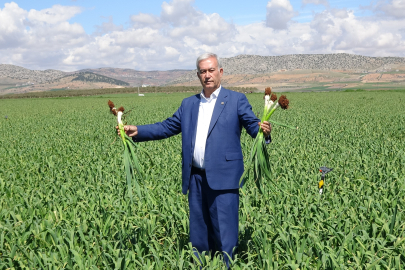 Araban Sarımsağında Kalite ve Bereket Bekleyişi