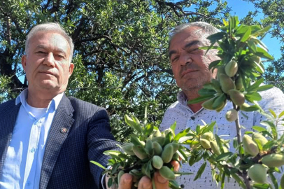 Araban’ın yerli badem çağlası sofralarda