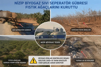 NİZİP’TE BİYOGAZ GÜBRESİ FACİASI: 350 FISTIK AĞACI KURUDU