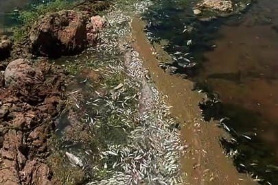 Karasu Çayı’nda Toplu Balık Ölümleri Tedirgin Etti