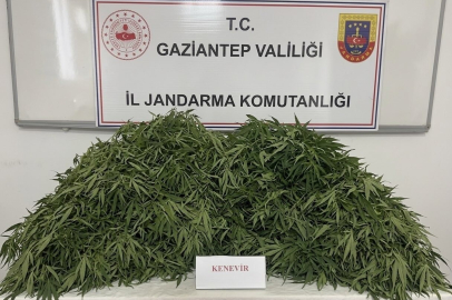 Jandarma operasyonunda 116 kök kenevir ve esrar ele geçirildi