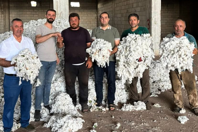 Araban Ovası’nda Pamuk Hasadı Başladı!
