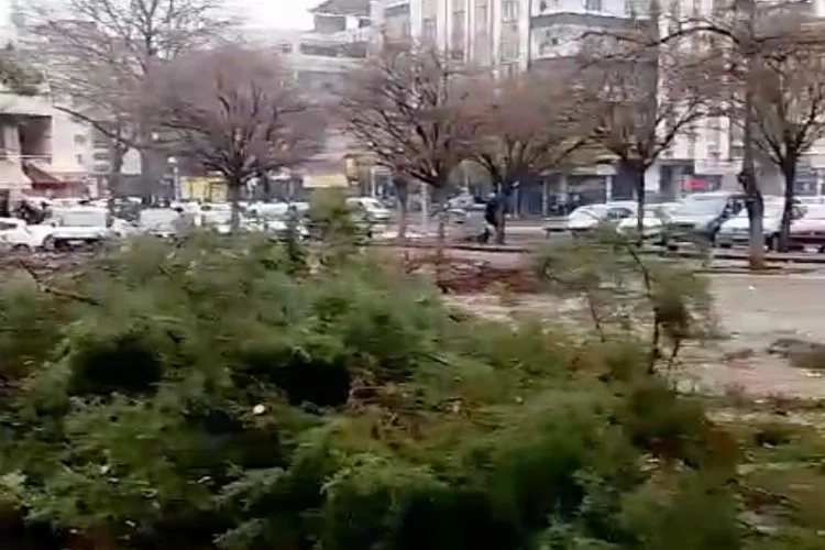 Gaziantep'te bu ağaçları kim, neden kesiyor?